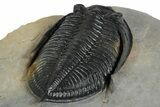 Fossil Zlichovaspis Trilobite - Top Quality Specimen #348382-5